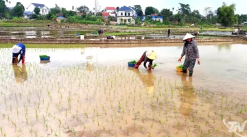 بذور محصول الربيع.. موعد البدء في عمليات الزراعة وتجهيز الأرض للموسم الجديد